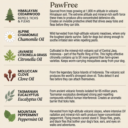 PawFree® Natural Tick & Flea Protection Tag – 12-Month Protection